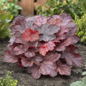 Heuchera Fire Chief - Heuchère Fire Chief - Heuchères