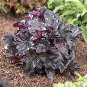 Heuchera obsidian - Heuchère Obsidian - Heuchères