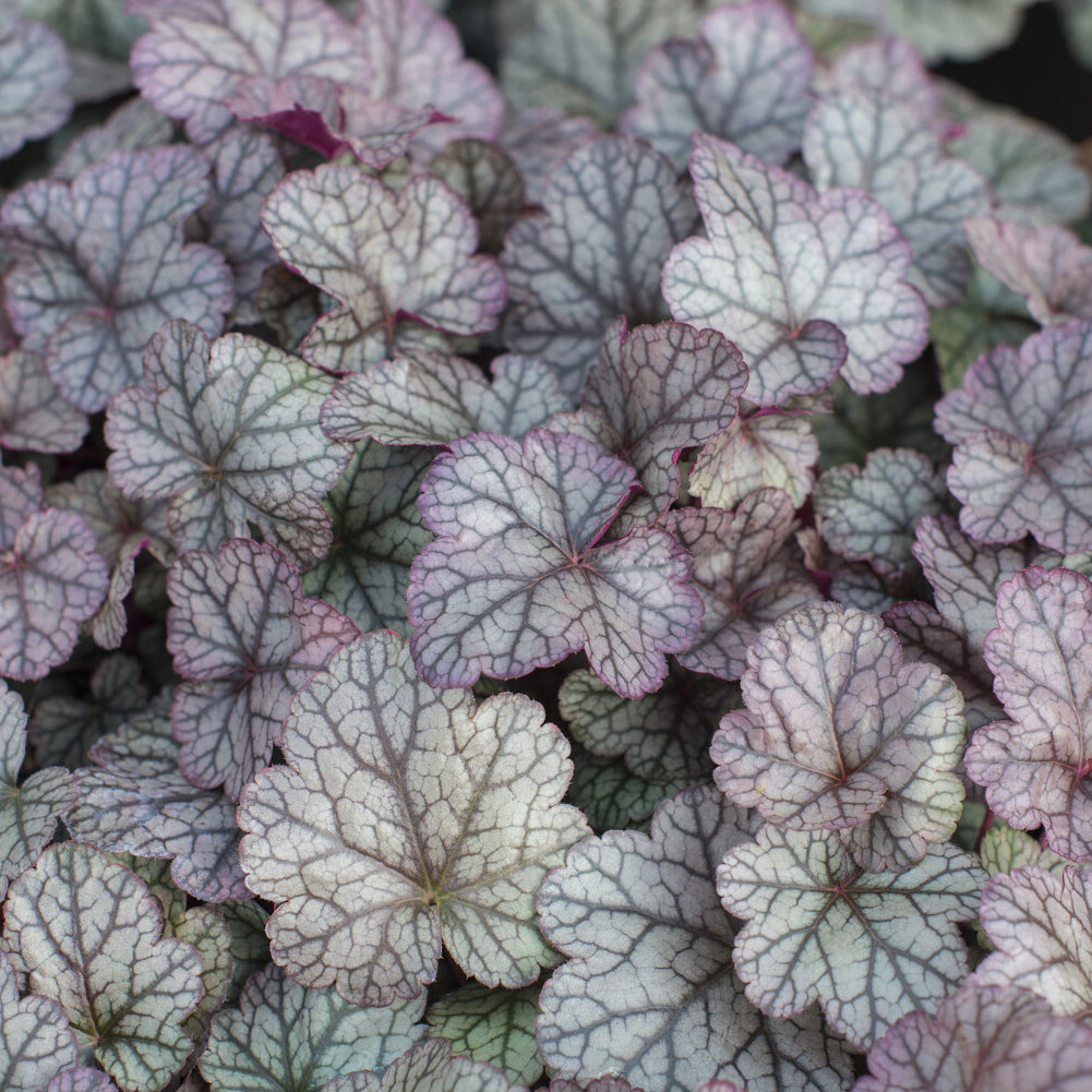 Heuchères - Heuchère Silver Scrolls - Heuchera Silver Scrolls