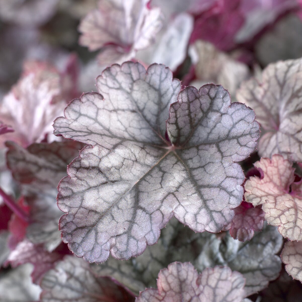 Heuchera Silver Scrolls - Heuchère Silver Scrolls - Heuchères