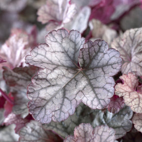 Heuchera Silver Scrolls - Heuchère Silver Scrolls - Heuchères