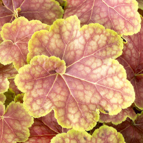 Heuchère Tiramisu - Heuchera Tiramisu - Willemse