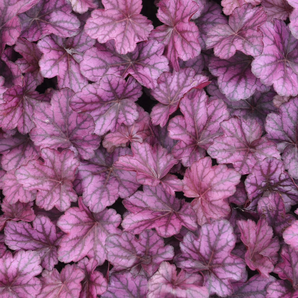 Vente Heuchère Wild Rose - Heuchera Wild Rose
