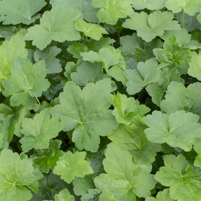 Heuchère Chantilly - Heuchera villosa chantilly - Willemse