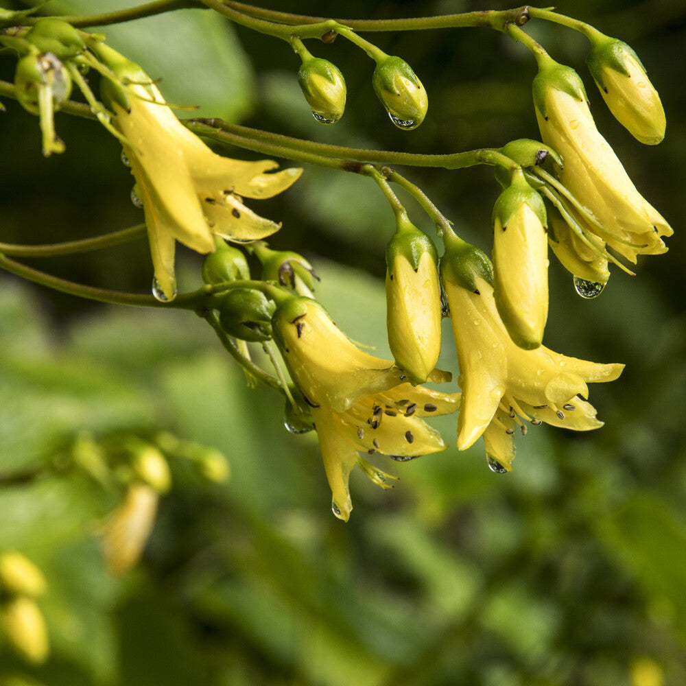 Kirengeshoma koreana - Fleur de cire de Corée - Vivaces sauvages