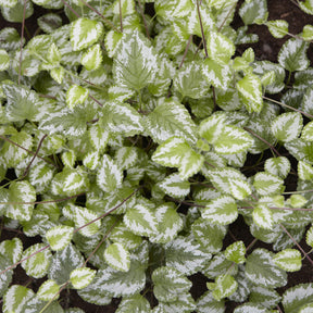 Lamier doré Florentinum - Lamiastrum galeobdolon Florentinum - Willemse