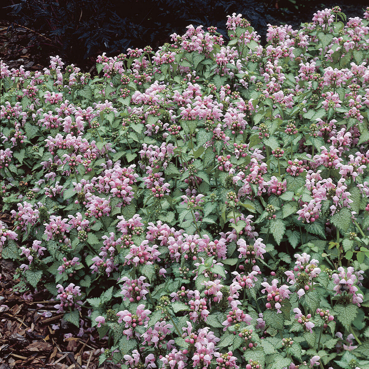 Lamium maculatum Roseum - Lamier tacheté Roseum - Lamier