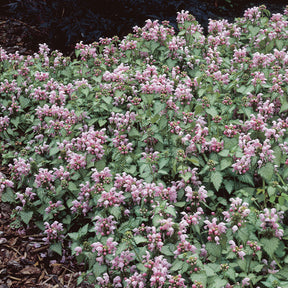 Lamium maculatum Roseum - Lamier tacheté Roseum - Lamier