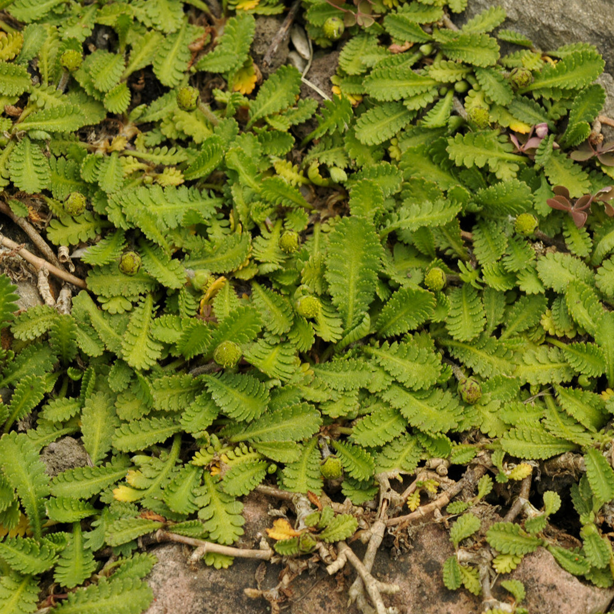 Cotule dioique Minima Cotule naine - Willemse