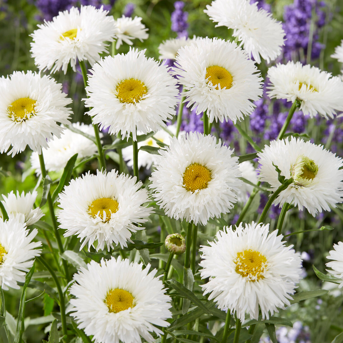Marguerite d'été Laspider - Willemse