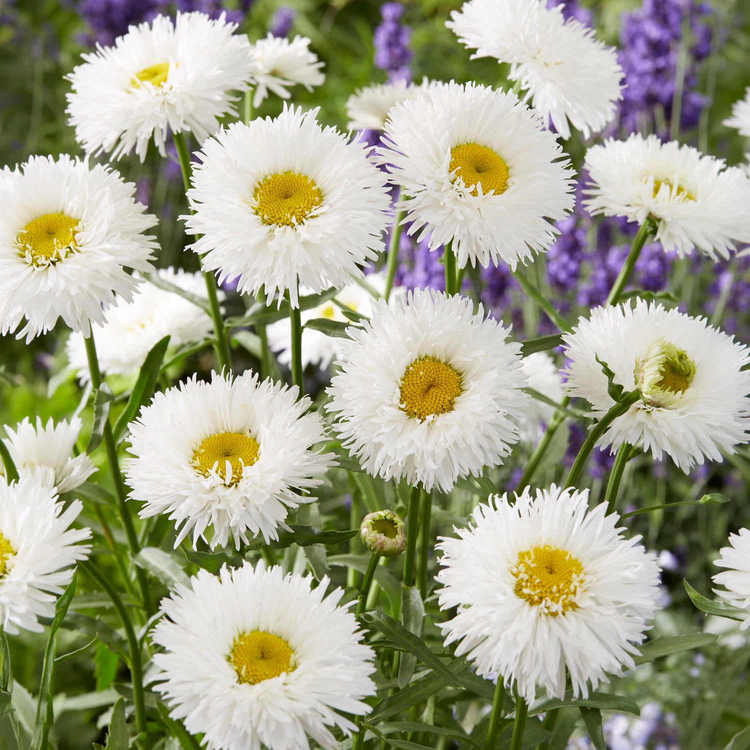 Marguerite d'été Laspider - Willemse