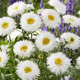 Marguerite d'été Laspider - Willemse