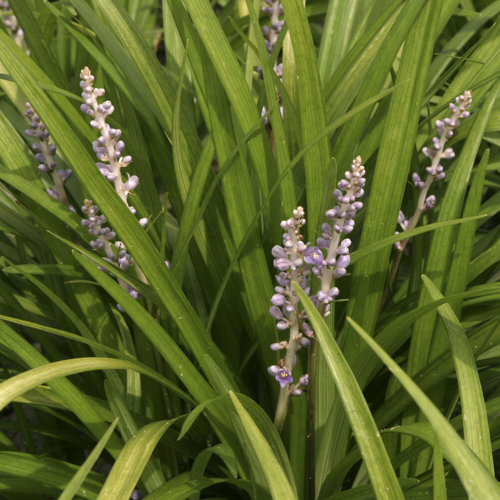 Liriope spicata - Liriope spicata - Willemse
