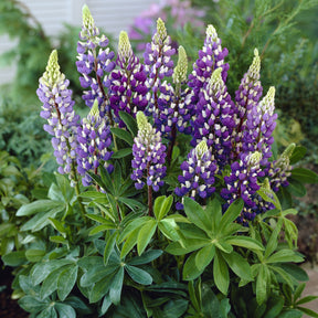 Lupin Gallery Blue - Lupinus Gallery Blue - Willemse