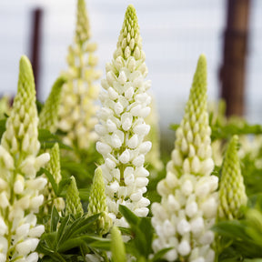 Lupin Gallery White - Willemse