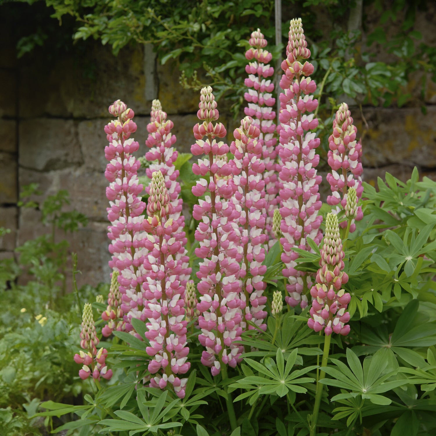 Lupin - Lupin La Chateleine - Lupinus The Chatelaine
