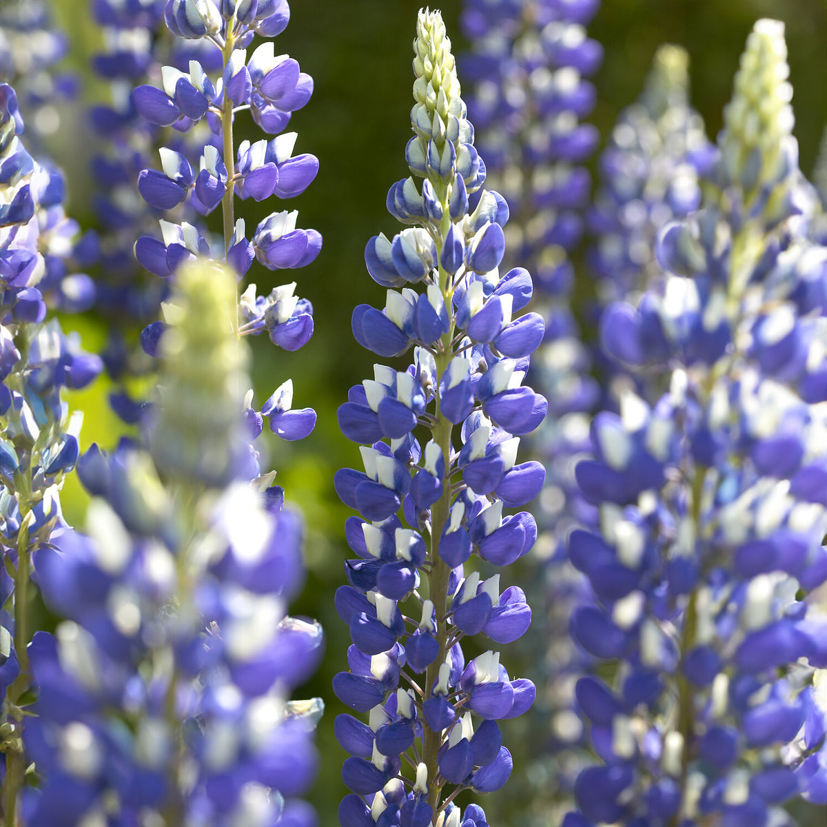 Lupin Le Gouverneur - Lupinus The Governor - Willemse