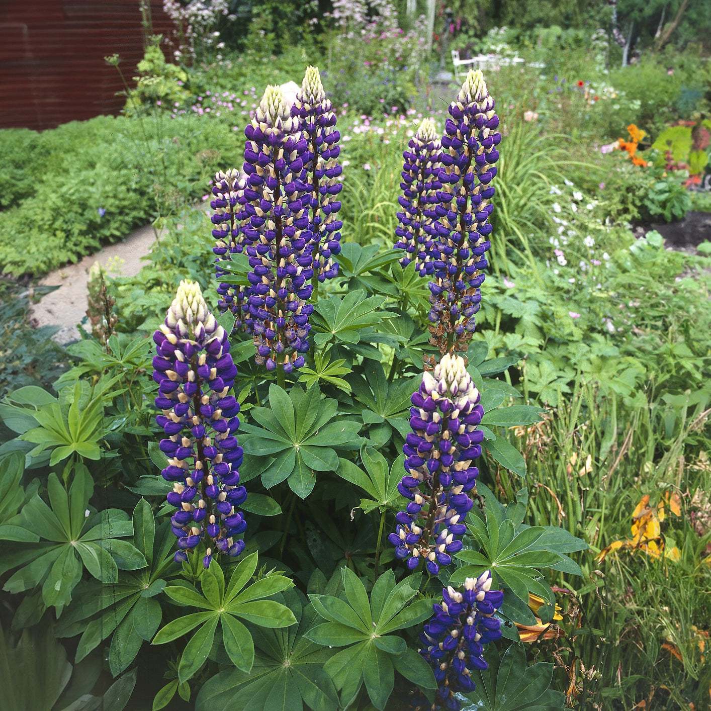Lupinus The Governor - Lupin Le Gouverneur - Lupin