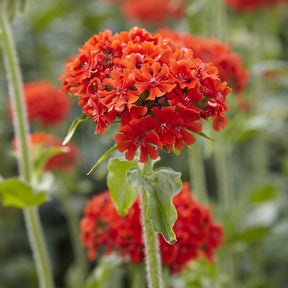 Lychnis chalcedonica - Croix de Jérusalem Morgenrot - Lychnis - Coquelourdes