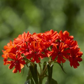 Lychnis - Coquelourdes - Croix de Jérusalem Morgenrot - Lychnis chalcedonica