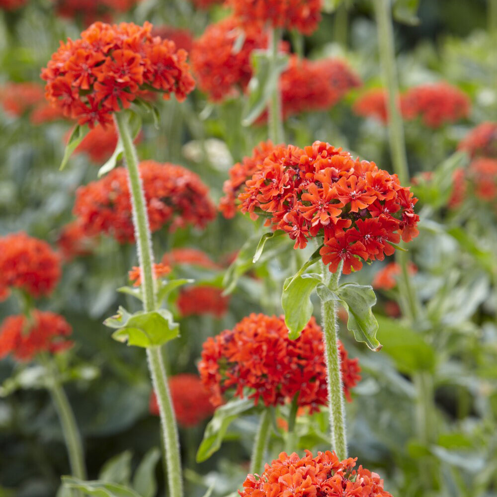 Croix de Jérusalem Morgenrot - Lychnis chalcedonica - Willemse