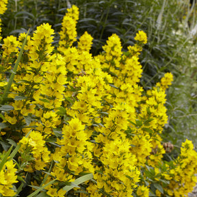 Lysimaque - Lysimaque ponctuée - Lysimachia punctata