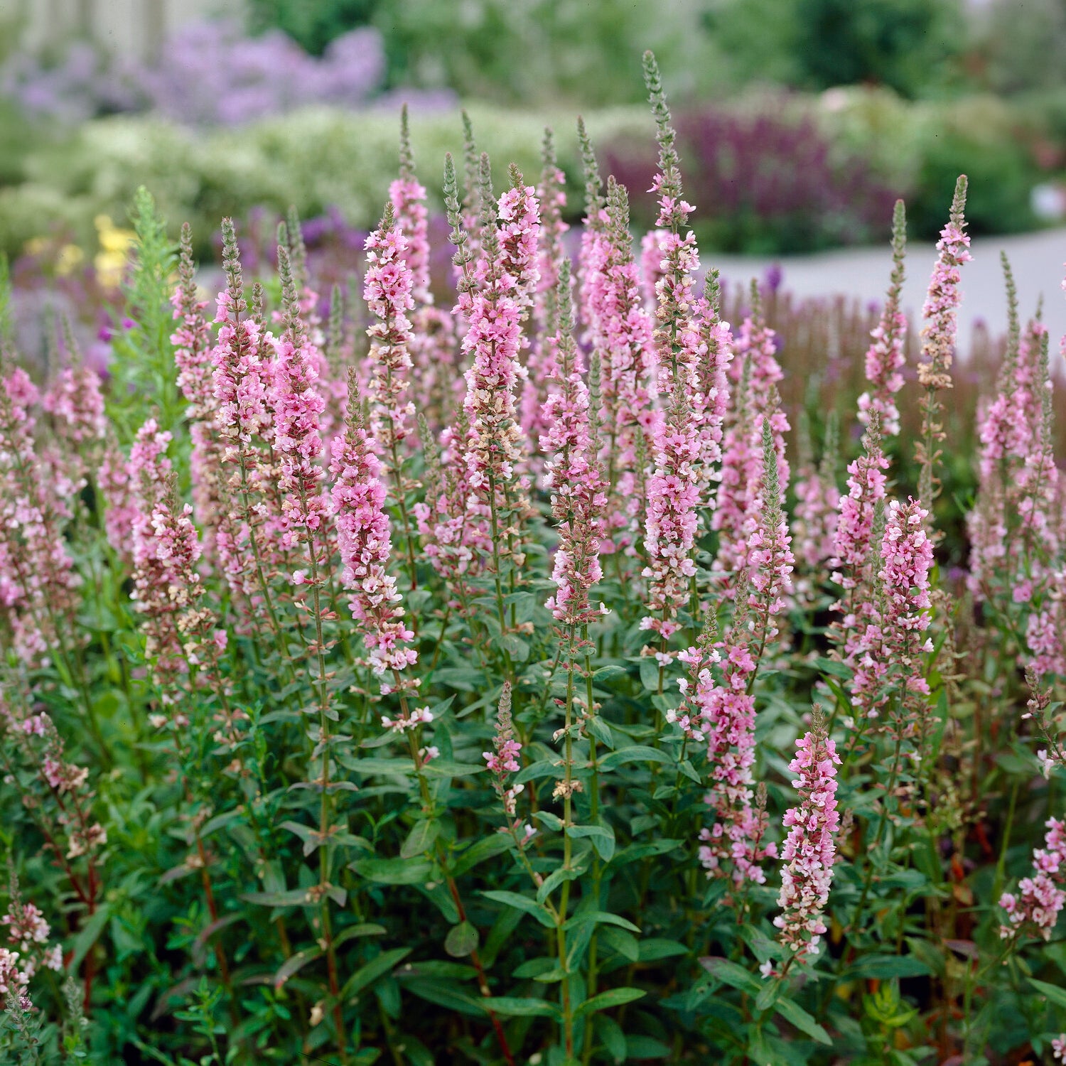 Salicaire commune Blush - Lythrum salicaria Blush - Willemse