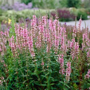 Salicaire commune Blush - Lythrum salicaria Blush - Willemse