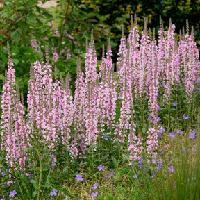 Salicaire - Salicaire commune Blush - Lythrum salicaria Blush