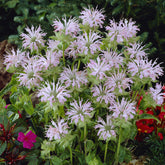 Monarde Fishes - Willemse