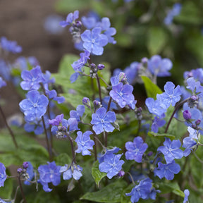 Omphalodes verna - Petite bourrache - Plantes vivaces d'ombre old