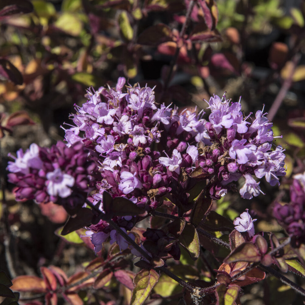 Origan Rosenkuppel - Origanum Rosenkuppel - Willemse