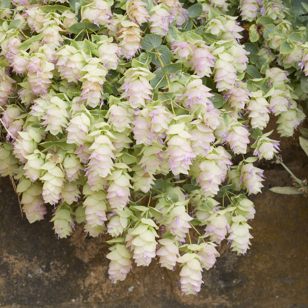 Origan - Origan Kent Beauty - Origanum rotundifolium Kent Beauty