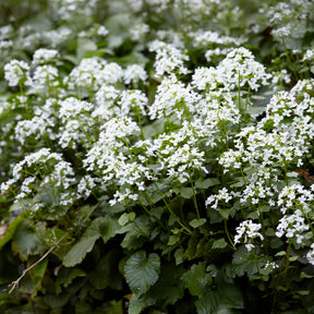 Pachyphragma macrophyllum - Un jardin en sous-bois old - Willemse