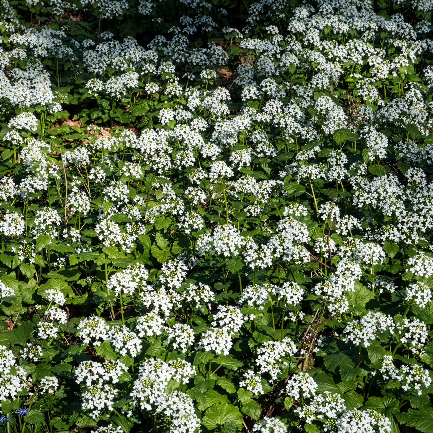 Vente Pachyphragma macrophyllum - Un jardin en sous-bois old