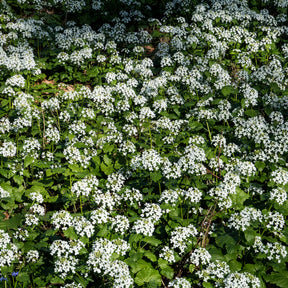 Vente Pachyphragma macrophyllum - Un jardin en sous-bois old
