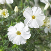 Phlox nain White Admiral - Willemse