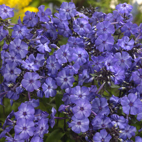 Phlox paniculata Blue Paradise - Phlox paniculé Blue Paradise - Phlox paniculé