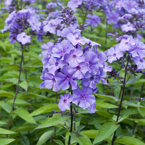 Phlox paniculé - Phlox paniculé Blue Paradise - Phlox paniculata Blue Paradise