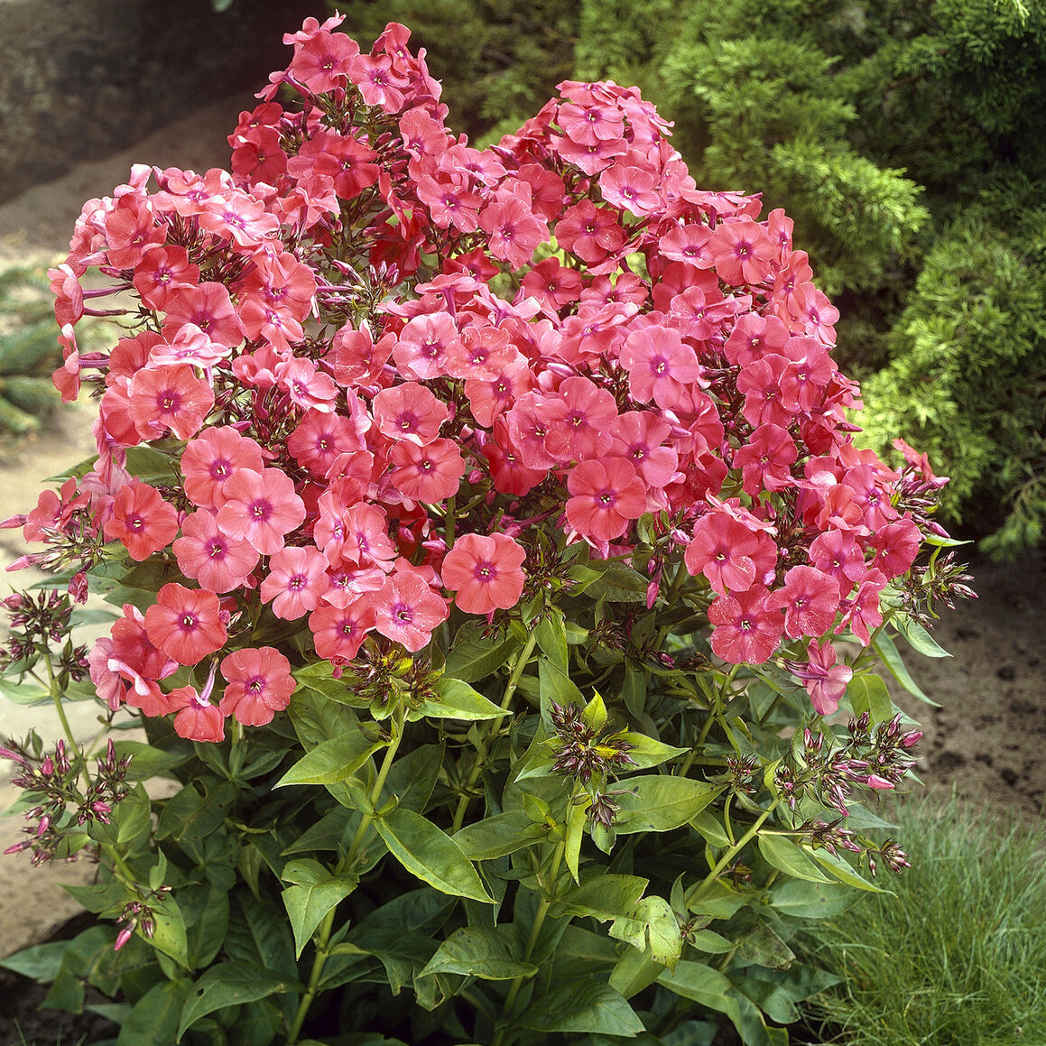 Phlox paniculé Orange Perfection - Willemse