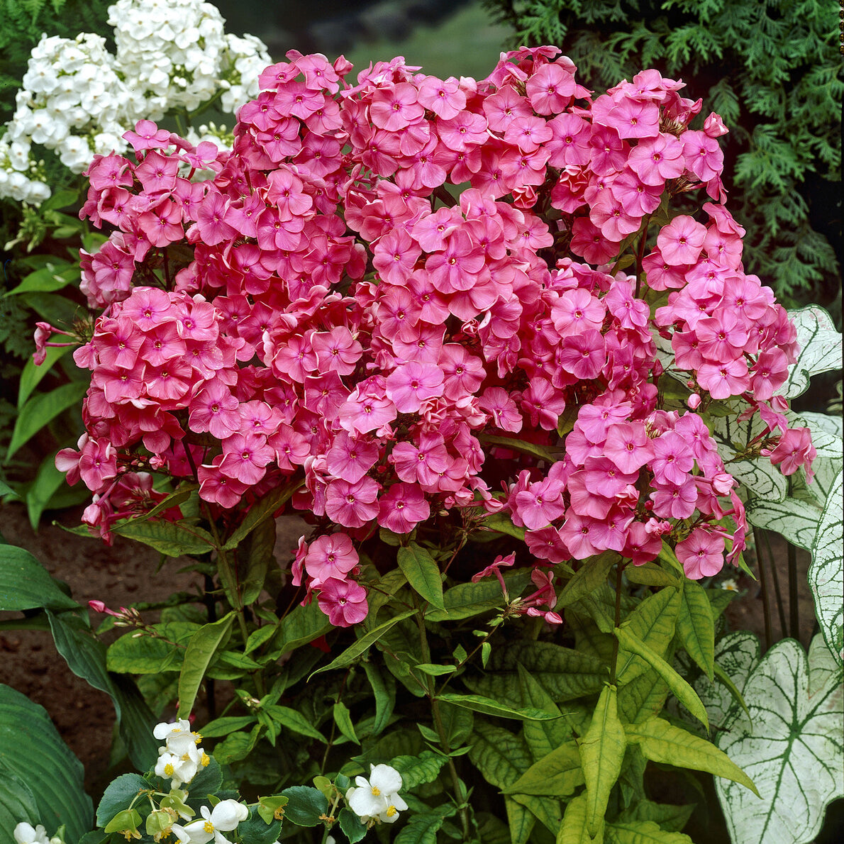 Phlox paniculé Rijnstroom - Willemse