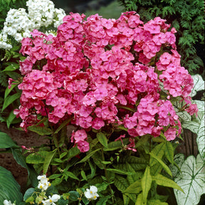 Phlox paniculé Rijnstroom - Willemse