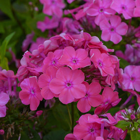 Phlox paniculé Rijnstroom - Phlox paniculata Rijnstroom - Willemse