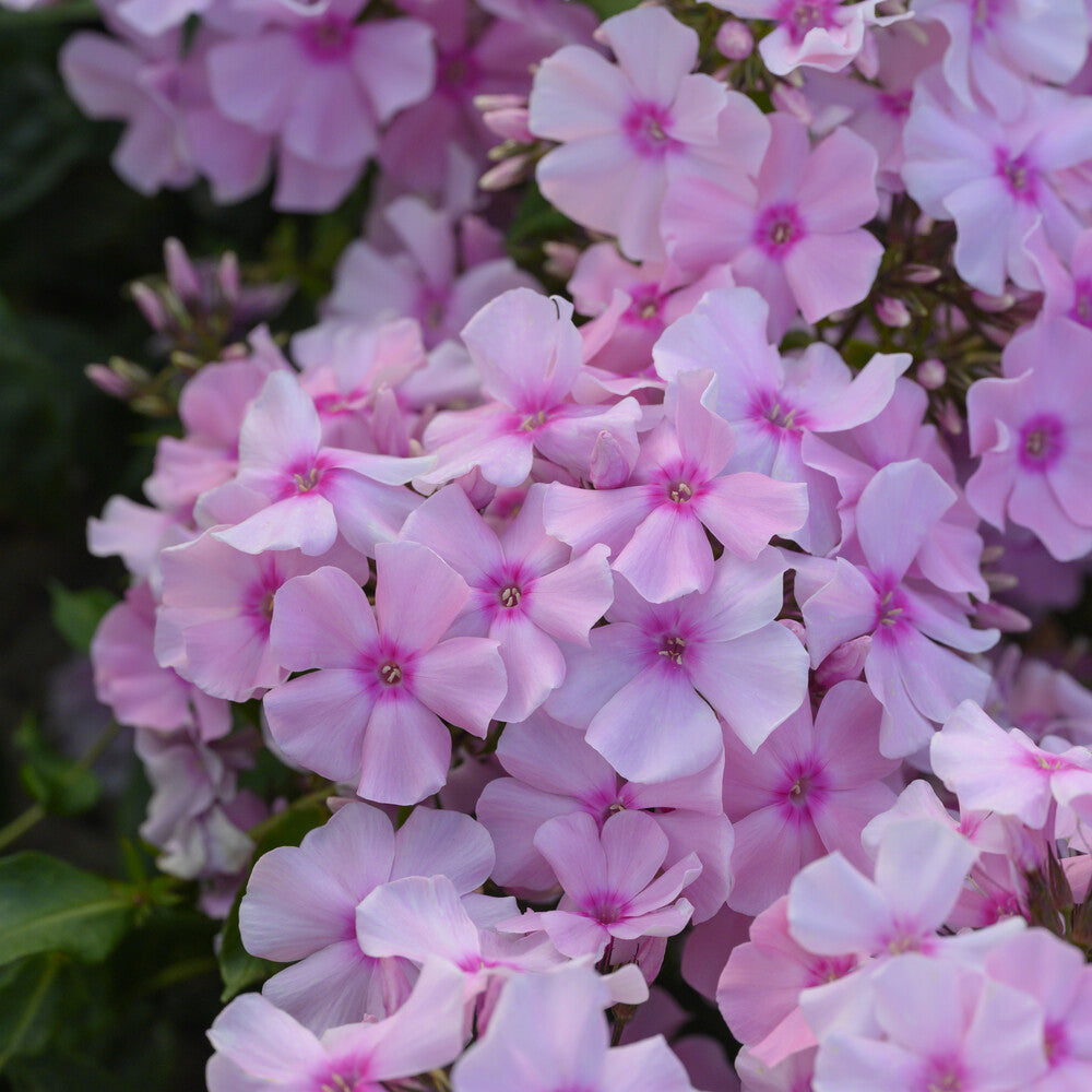 Phlox paniculé - Phlox paniculé Rosa Pastel - Phlox paniculata Rosa Pastell