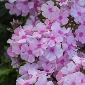 Phlox paniculé - Phlox paniculé Rosa Pastel - Phlox paniculata Rosa Pastell