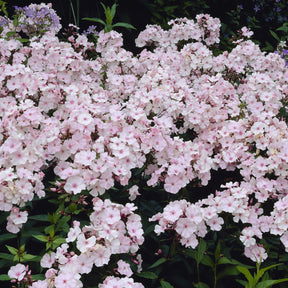 Phlox paniculata Rosa Pastell - Phlox paniculé Rosa Pastel - Phlox paniculé