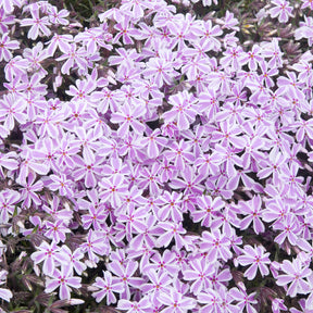 Phlox mousse - Phlox mousse Candy Stripes - Phlox subulata Candy Stripes