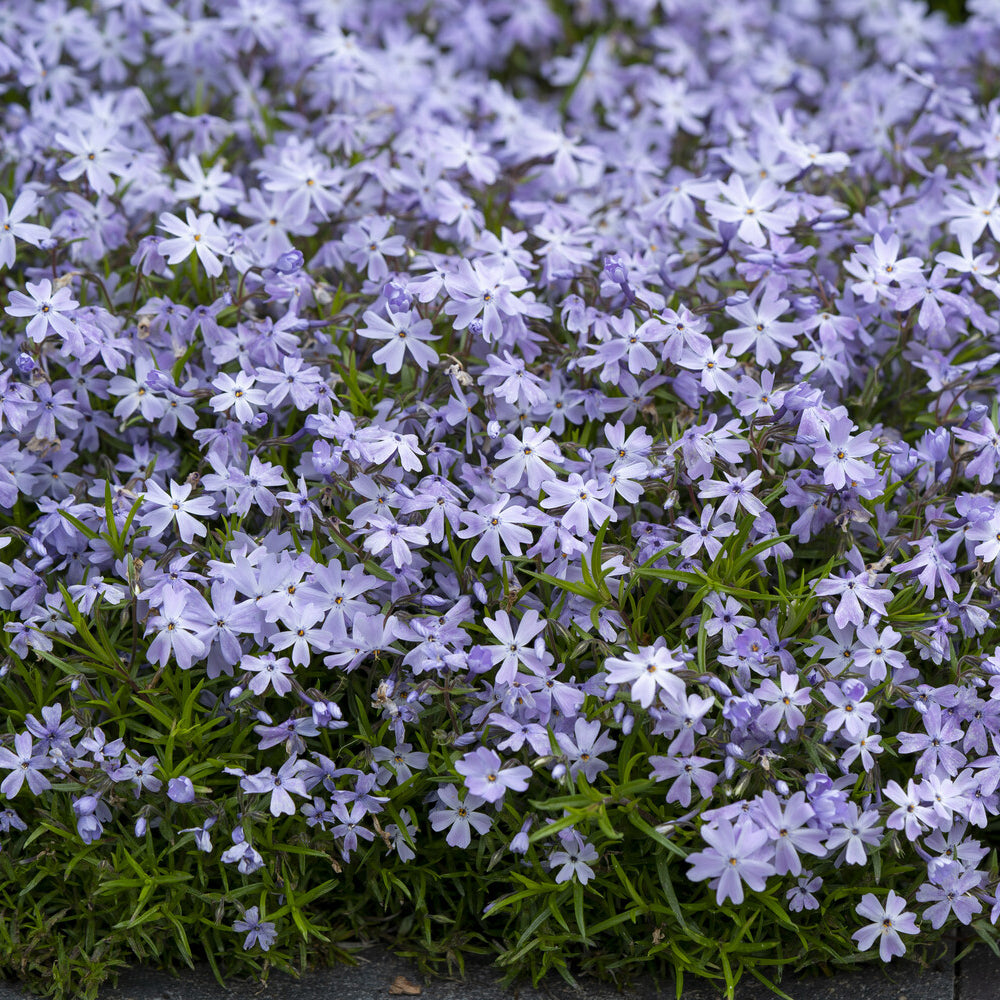 Phlox mousse Emerald Cushion Blue - Willemse