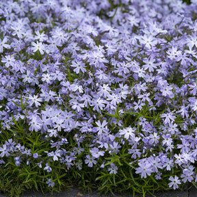 Phlox mousse Emerald Cushion Blue - Willemse