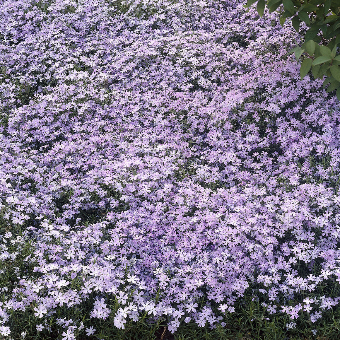 Phlox subulata Emerald Cushion Blue - Phlox mousse Emerald Cushion Blue - Phlox mousse